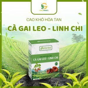 Cao Cà Gai Leo Linh Chi Hòa Tan